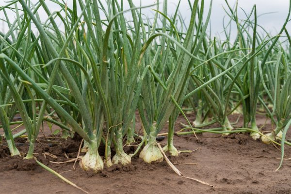 Рабочие ссылки hydra onion