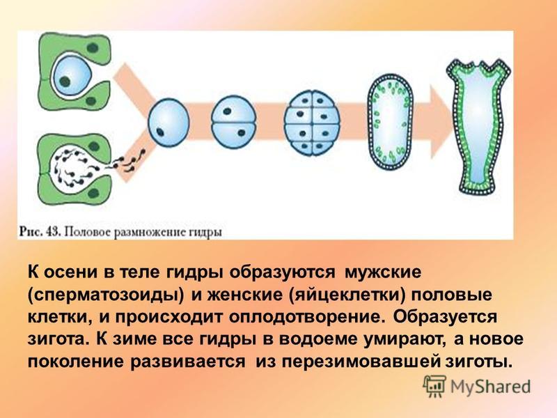 Кракен что это такое маркетплейс