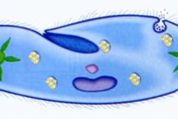 Кракен сайт в тор браузере